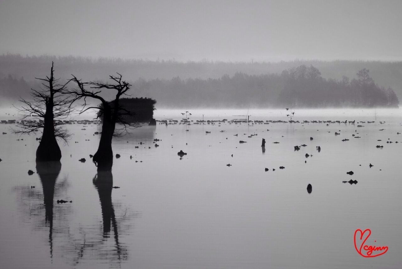 bird, water, animal themes, animals in the wild, lake, reflection, wildlife, flock of birds, tranquility, tranquil scene, waterfront, nature, fog, beauty in nature, scenics, sky, flying, tree, weather