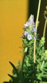 Close-up of insect on flower