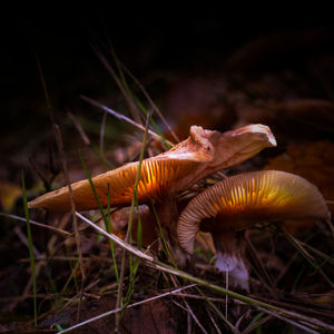 Close-up of mushroom growing on field