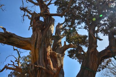 Low angle view of tree against sky