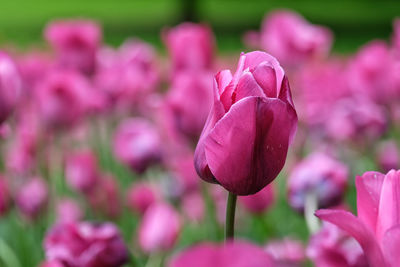 Close-up of pink tulip flowers in park