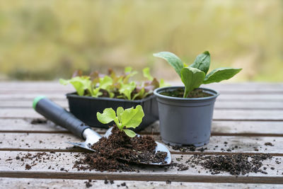 Close-up of potted plant on table