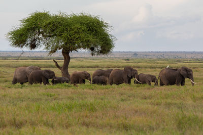 Trees on field against sky