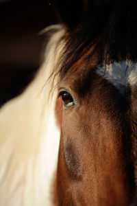 Close-up portrait of a horse