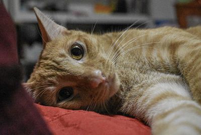 Close-up of cat lying at home