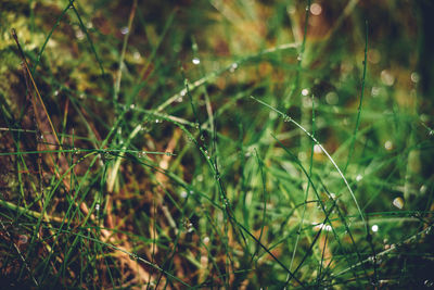 Close-up of wet grass on field