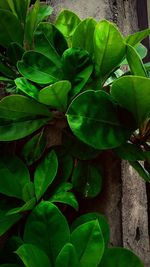 Close-up of leaves