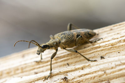 Side view of a hairy beetle on a broken branch