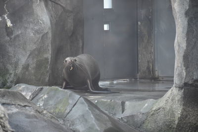 View of an animal at zoo