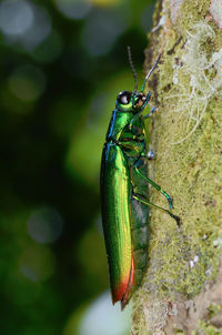 Close-up of insect perching on leaf