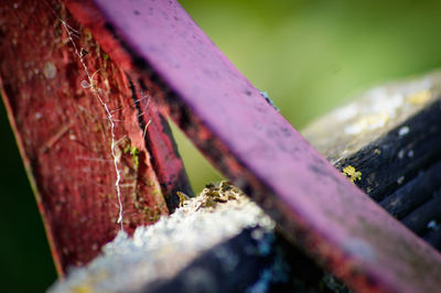 Close-up of lizard on leaf