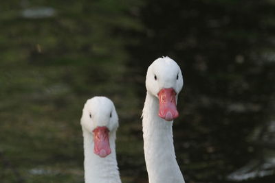 Close-up of swans