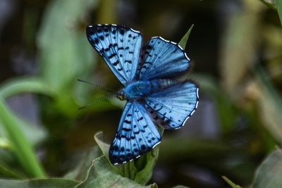 Close-up of butterfly on leaf