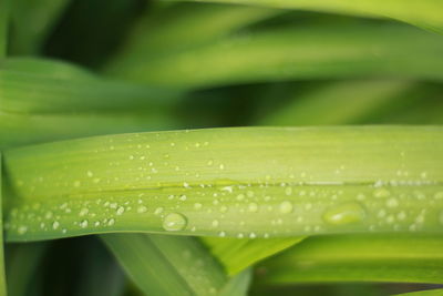 Close-up of raindrops on green leaves