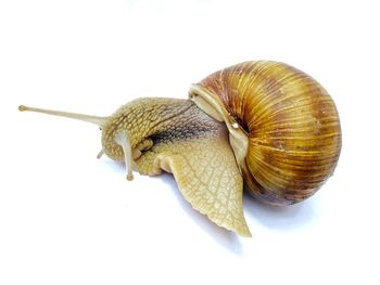 snail