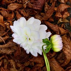 Close-up of flower blooming outdoors