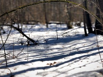 Snow covered land and trees on field during winter