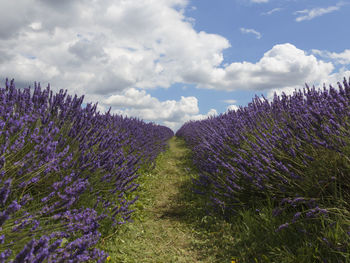 Purple flowering plants on field against sky