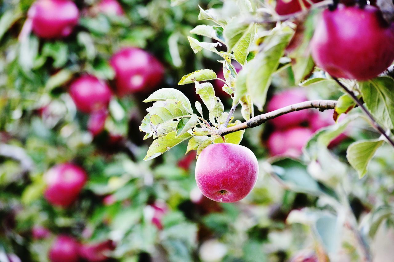 CLOSE-UP OF APPLE ON BRANCH