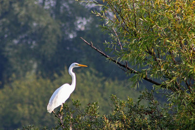 High angle view of gray heron perching on tree against plants
