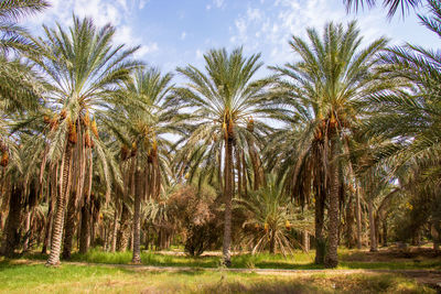 Palm trees on field against sky