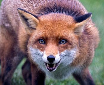 Close-up of fox