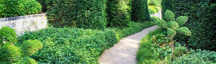 Footpath amidst plants