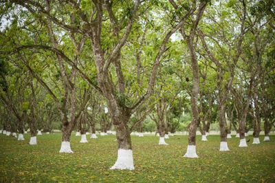 Trees in park