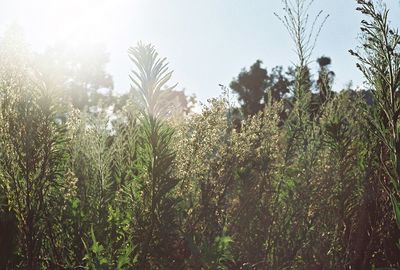 Plants growing on field