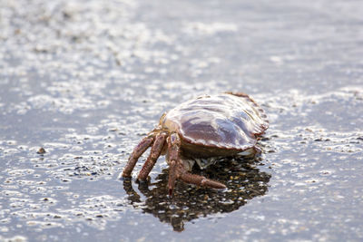 Close-up of crab on beach