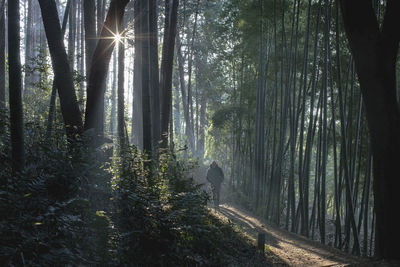 Rear view of person walking on footpath in forest