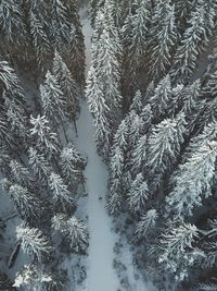 Close-up of snow covered pine tree