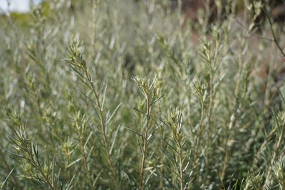 Close-up of crops growing on field