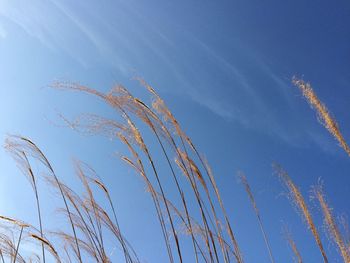 Low angle view of vapor trail against blue sky