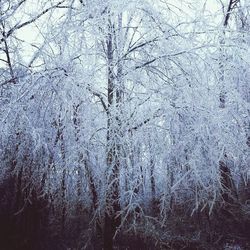 Bare trees against sky