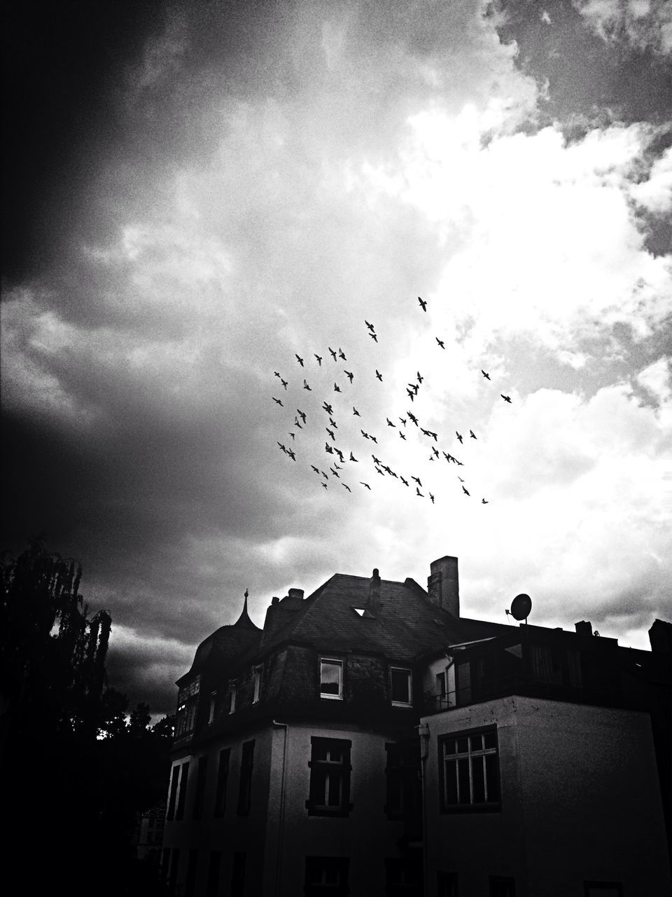 bird, flying, animal themes, animals in the wild, sky, wildlife, low angle view, building exterior, architecture, built structure, flock of birds, cloud - sky, mid-air, silhouette, cloudy, nature, outdoors, cloud, spread wings