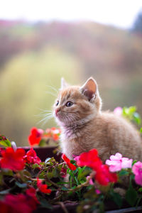 Close-up of cat on flower