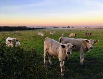 Cows grazing in a field