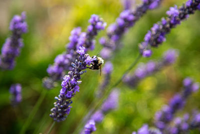 Close-up of insect on purple flowering plant