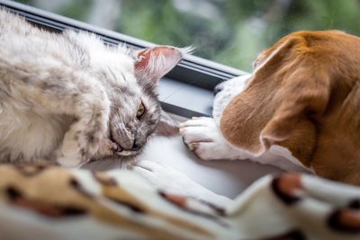 Close-up of dog sleeping
