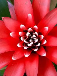 Close up of red flower