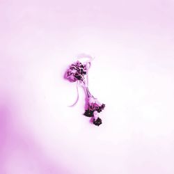 Close-up of pink flower against white background