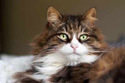 Portrait of a beautiful fluffy cat with very long whiskers and eyebrows.