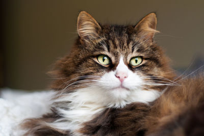 Close-up portrait of tabby cat