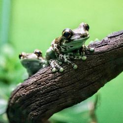 Close-up of lizard on tree trunk