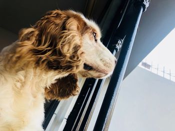 Close-up of dog looking away