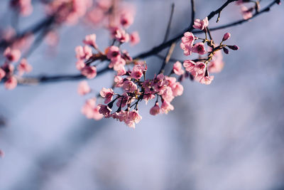 Close-up of pink cherry blossom