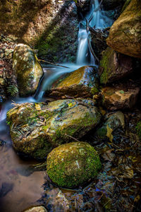 Moss growing on rocks in forest