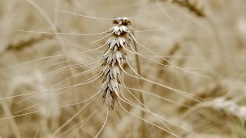 Close-up of spider web on plant