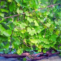 Close-up of leaves